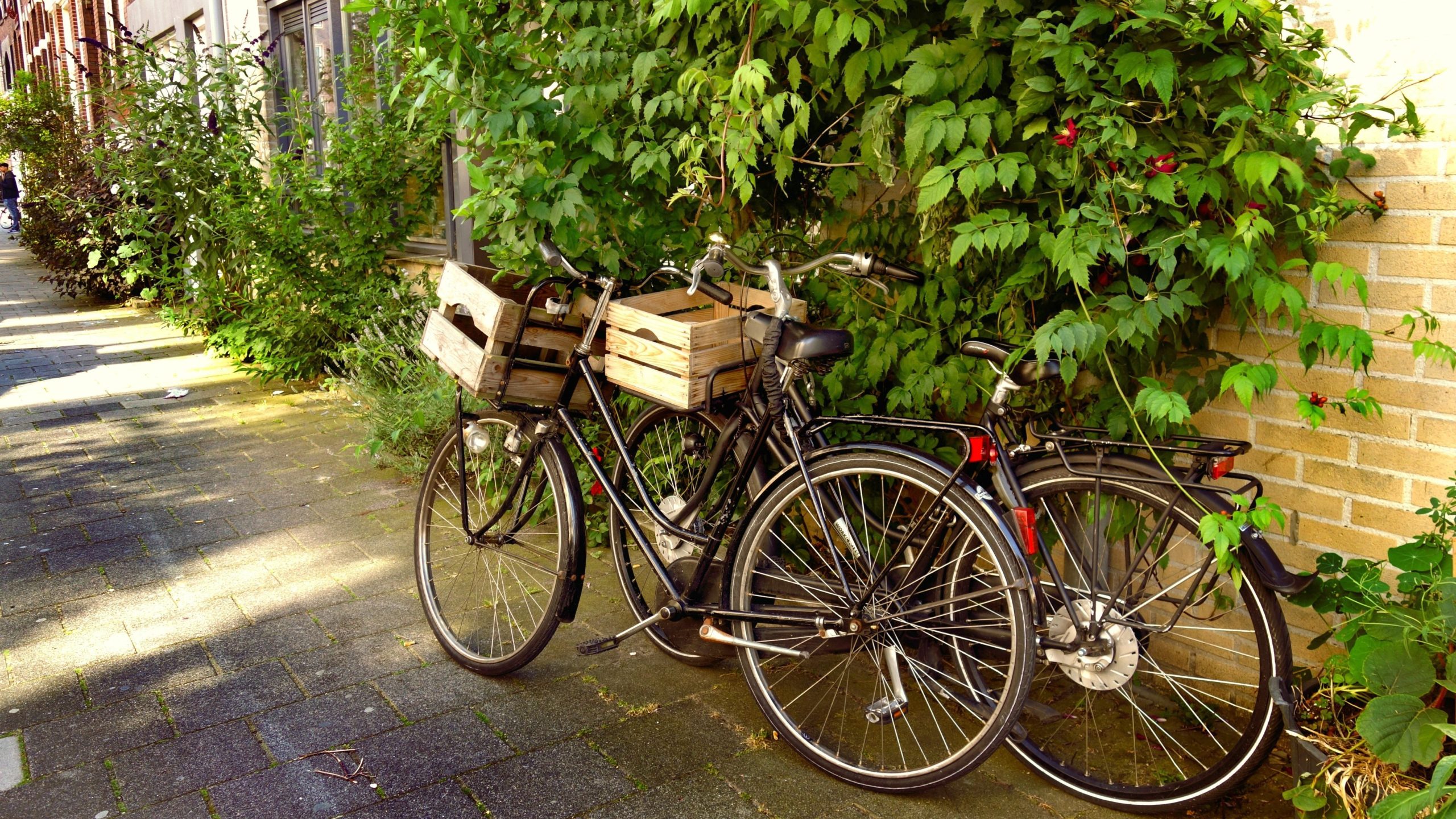 Zwei Fahrräder mit Holzkiste am Lenker lehnen an einer bewachsenen Mauer.