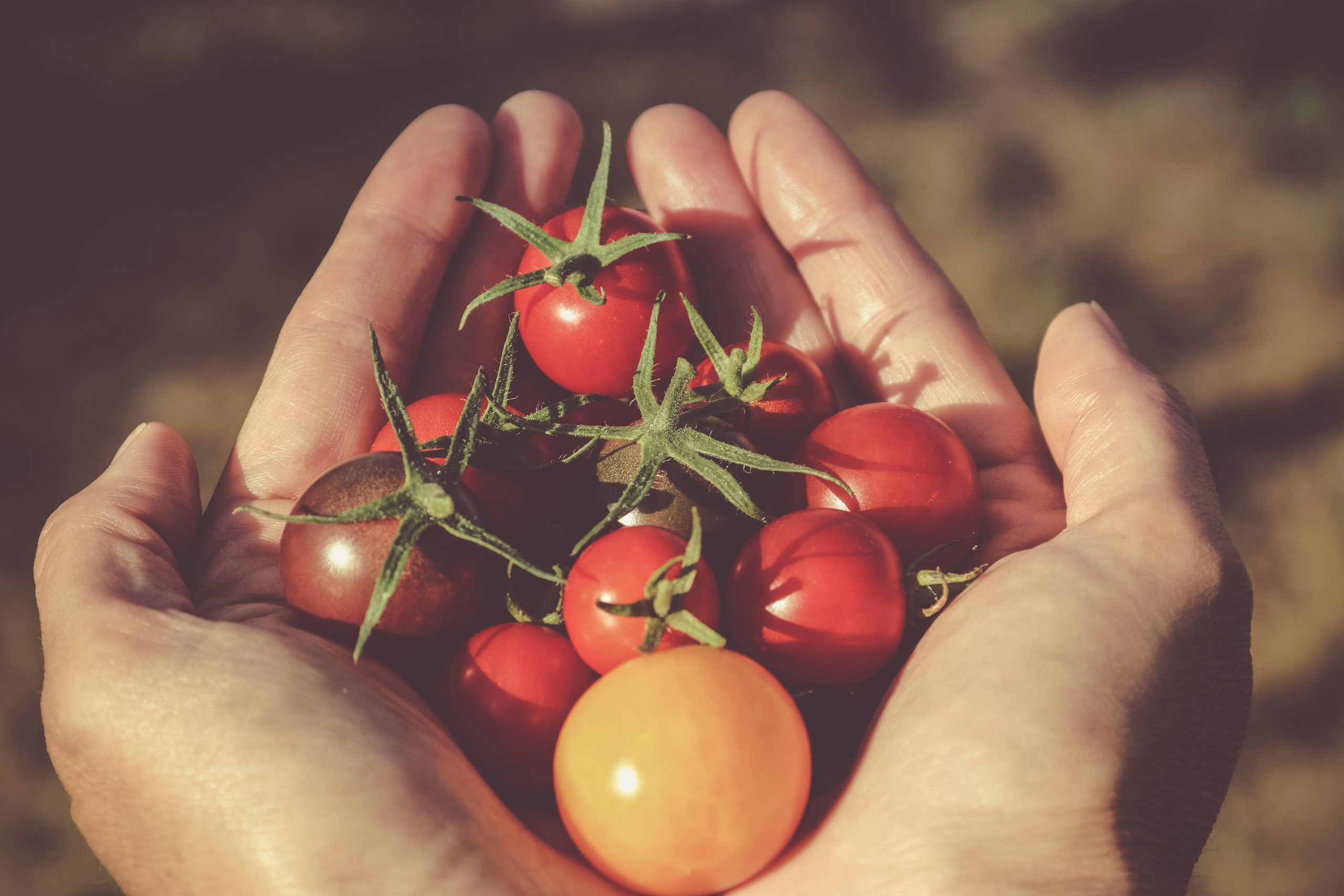 Eine Hand hält rote und gelbe Tomaten