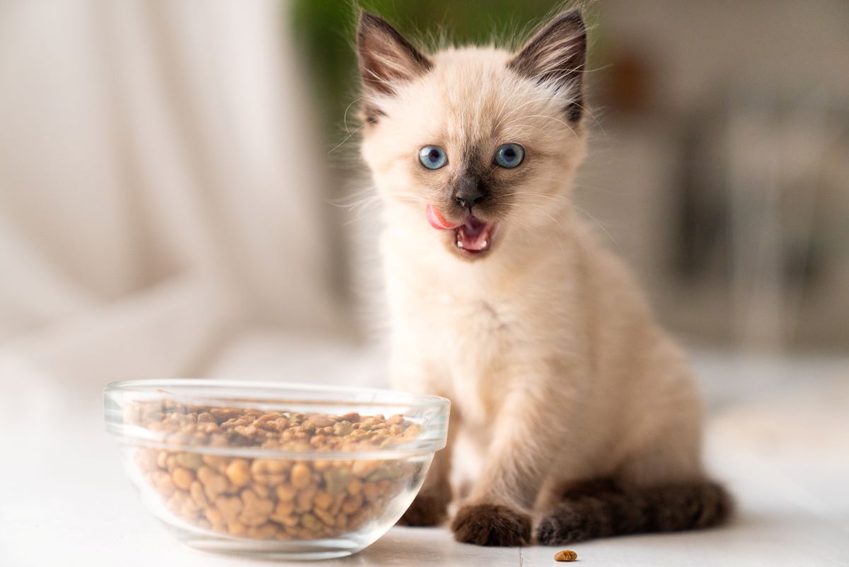Kleine Katze frisst Katzenleckerlis aus einer Futterschale.