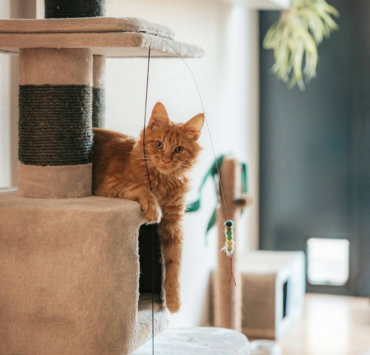 Katze entspannt auf mehrstöckigem Kratzbaum mit Spielzeug.