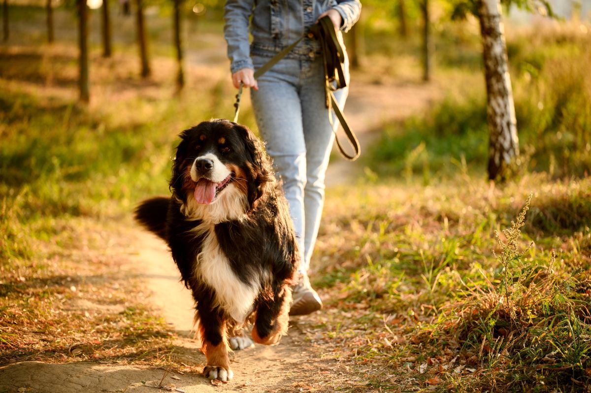 Hundebesitzer geht mit Hund im Wald spazieren.