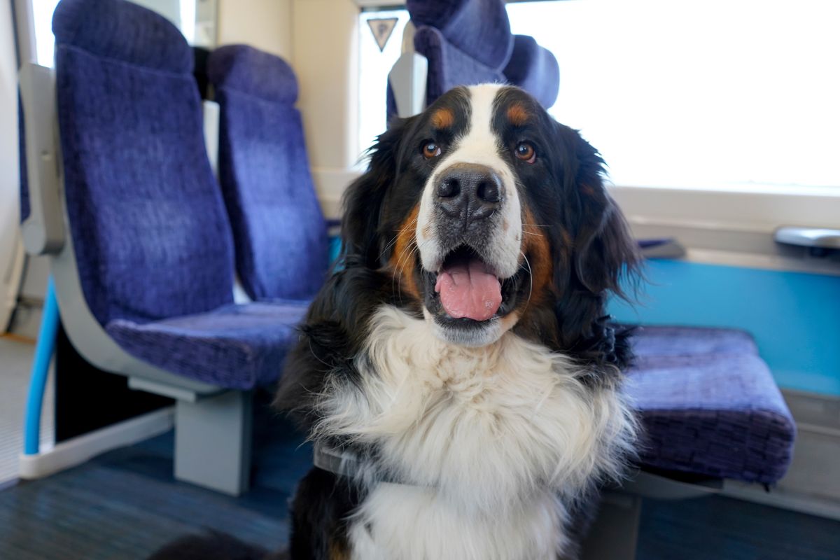 Hund mit Hundegeschirr in einer Bahn.